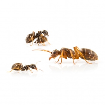 Lasius (Chthonolasius) umbratus